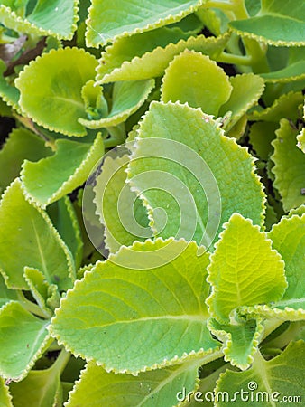 Closeup fresh green herb called Indian borage (Plectranthus ambo Stock Photo