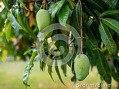 Closeup of fresh green mangoes hanging from a tree Stock Photo