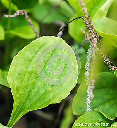 Closeup fresh herb called Common plantain (Plantago major L.) Stock Photo