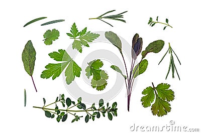 Fresh herbs - coriander, parsley, sage, thyme and rosemary arranged on white background Stock Photo