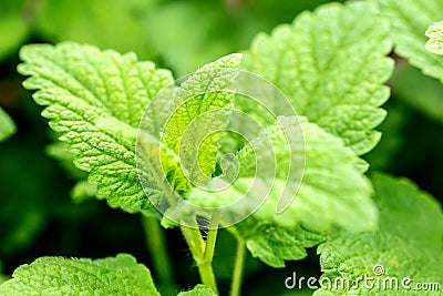 Closeup, fresh lemon balm leaves, Melissa officinalis for essential oil or medical ingredient Stock Photo