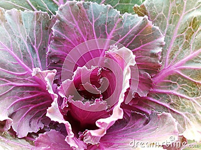Closeup fresh multi color lettuce vegetable. Stock Photo