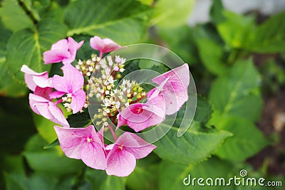 Closeup of fresh Musk mallow flower in a garden. Macro details of a bunch of beautiful pink petals growing in a calm Stock Photo