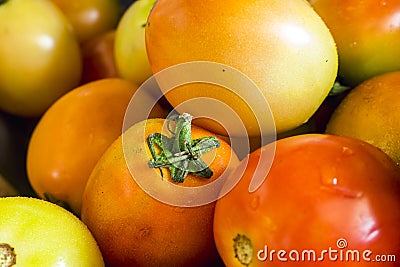 Closeup of fresh and partially ripe Philippine tomatoes for sale at a small market stall Stock Photo