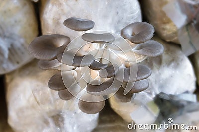 Closeup fresh Phoenix mushroom or Indian Oyster Stock Photo