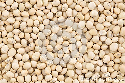 Soya Bean Stock Photo