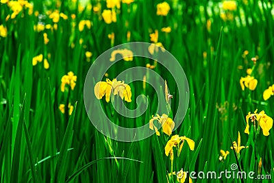 Unkown blossoming floewers in summer days Stock Photo