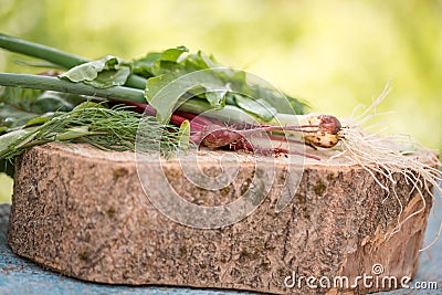 Closeup of freshly harvested vegetables turnips, beetroots, carrots, round marrow. Stock Photo