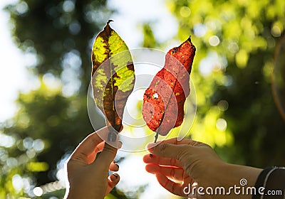 Friends holding leaves Stock Photo
