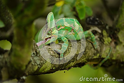 Closeup front view on hunting chameleon on tree branch Stock Photo