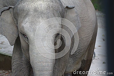 A closeup front view photo taken on an adult elephant Stock Photo