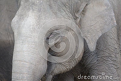 A closeup front view photo taken on an adult elephant with its eyes closed Stock Photo