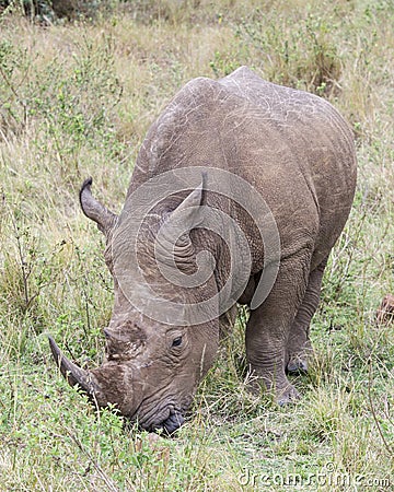 Closeup frontview of a White Rhino standing eating grass Stock Photo