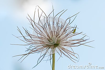 Closeup of the fruits of a pasque flower Stock Photo
