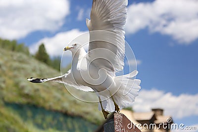 Closeup of a flying Seagull over a river Stock Photo