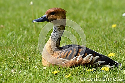 Fulvous Whistling Duck lying on grass Stock Photo
