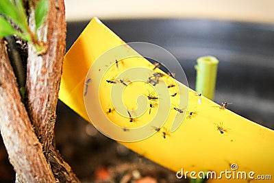 Closeup of fungus gnats being stuck to yellow sticky tape Stock Photo