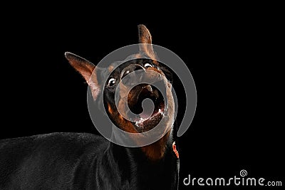 Closeup Funny Doberman Pinscher Dog Surprised Opened mouth, isolated Black Stock Photo