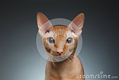 Closeup Funny Ginger Sphynx Cat Curiously Looking in camera on background Stock Photo