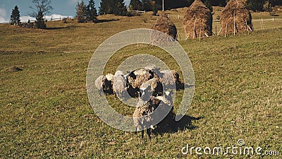 Closeup funny sheeps look at camera. Aerial nature landscape. Rural farmlands. Animals at pastures Stock Photo