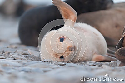 Closeup of fur seal pup playing, Antarctica Stock Photo