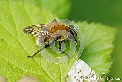 Closeup on a furry brown Bear hoverfly, riorhina berberina sitting on a green leaf Stock Photo