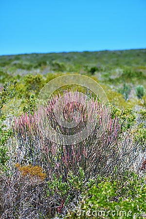 Closeup of Fynbos flowers in Table Mountain National Park, Cape Town, South Africa. Indigenous plants growing and Stock Photo