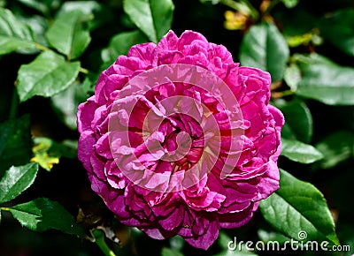 Closeup of a Gabriel Oak, Auscrowd pink rose blossom captured in a flower garden Stock Photo
