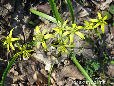 Gagea lutea, or yellow star-of-Bethlehem, blooming in spring forest Stock Photo