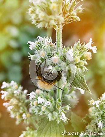 Closeup of garden bumblebee or small garden bumblebee, Bombus hortorum collecting nectar from melissa flowers Stock Photo