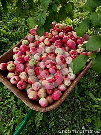 Closeup of the garden wheelbarrow full of ripe colorful apples Stock Photo