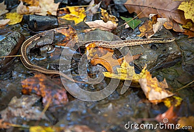 Closeup of a garter snake crossing an autumn forest stream Stock Photo