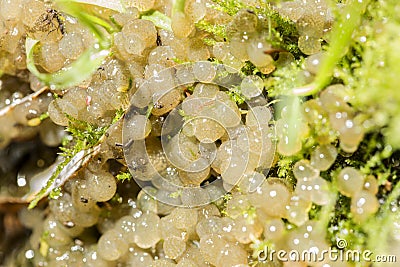 Closeup of gelatinous eggs of a water snail Stock Photo