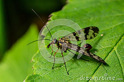 Closeup on a German scorpionfly , Panorpa germanica sitting on a green leaf Stock Photo