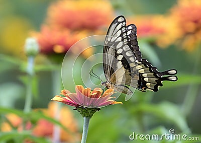 Closeup of Giant Swallowtail Papilio cresphontes Quebec Stock Photo