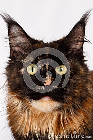 Closeup ginger tortie Maine Coon cat looking in camera Stock Photo