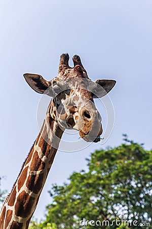 Closeup giraffe in Dehiwala Zoo. Stock Photo