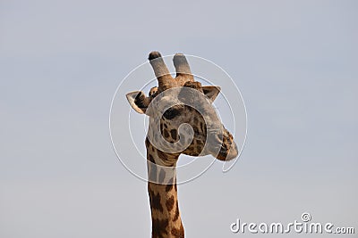 Closeup Giraffe Stock Photo