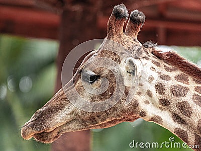Closeup of giraffe feeding. Beautiful animal Stock Photo
