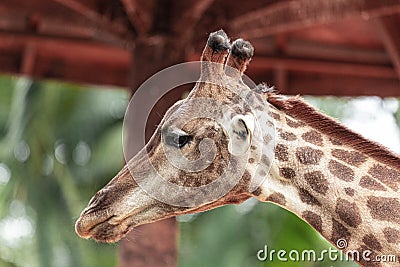 Closeup of giraffe feeding. Beautiful animal Stock Photo