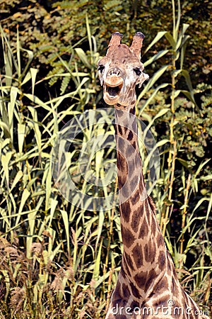 Closeup giraffe Stock Photo