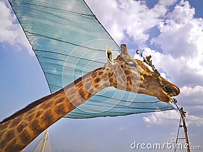 Closeup of a giraffe eating dry leaves in zoo outdoors. Stock Photo