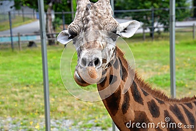 A closeup Giraffe standing on the ground. Stock Photo