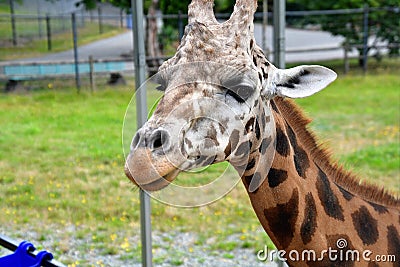 A closeup Giraffe standing on the ground. Stock Photo