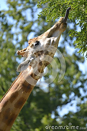 Closeup giraffe the tongue out Stock Photo