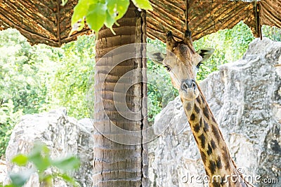Closeup giraffe under sunshade at the zoo background Stock Photo