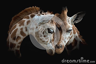 Closeup of giraffes cuddling against a black background Stock Photo