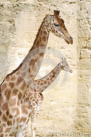 Closeup of giraffes Stock Photo