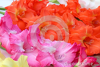 Closeup of gladiolus flower Stock Photo
