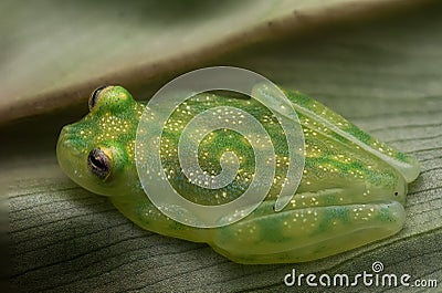 Closeup Glass frog Hyalinobatrachium valerioi on a leaf Stock Photo